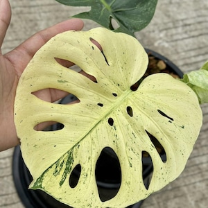 Puede incluir: Primer plano de una hoja de Monstera variegada, mostrando una mezcla de crema y verde. La hoja tiene agujeros distintivos y se encuentra sobre un fondo de otras hojas verdes y una maceta negra.