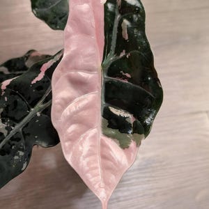 May include: Close-up of a vibrant Alocasia Pink Dragon leaf. One half is a soft pink, the other a deep green with white and pink variegation. The leaf's texture is smooth and glossy, with prominent veins.