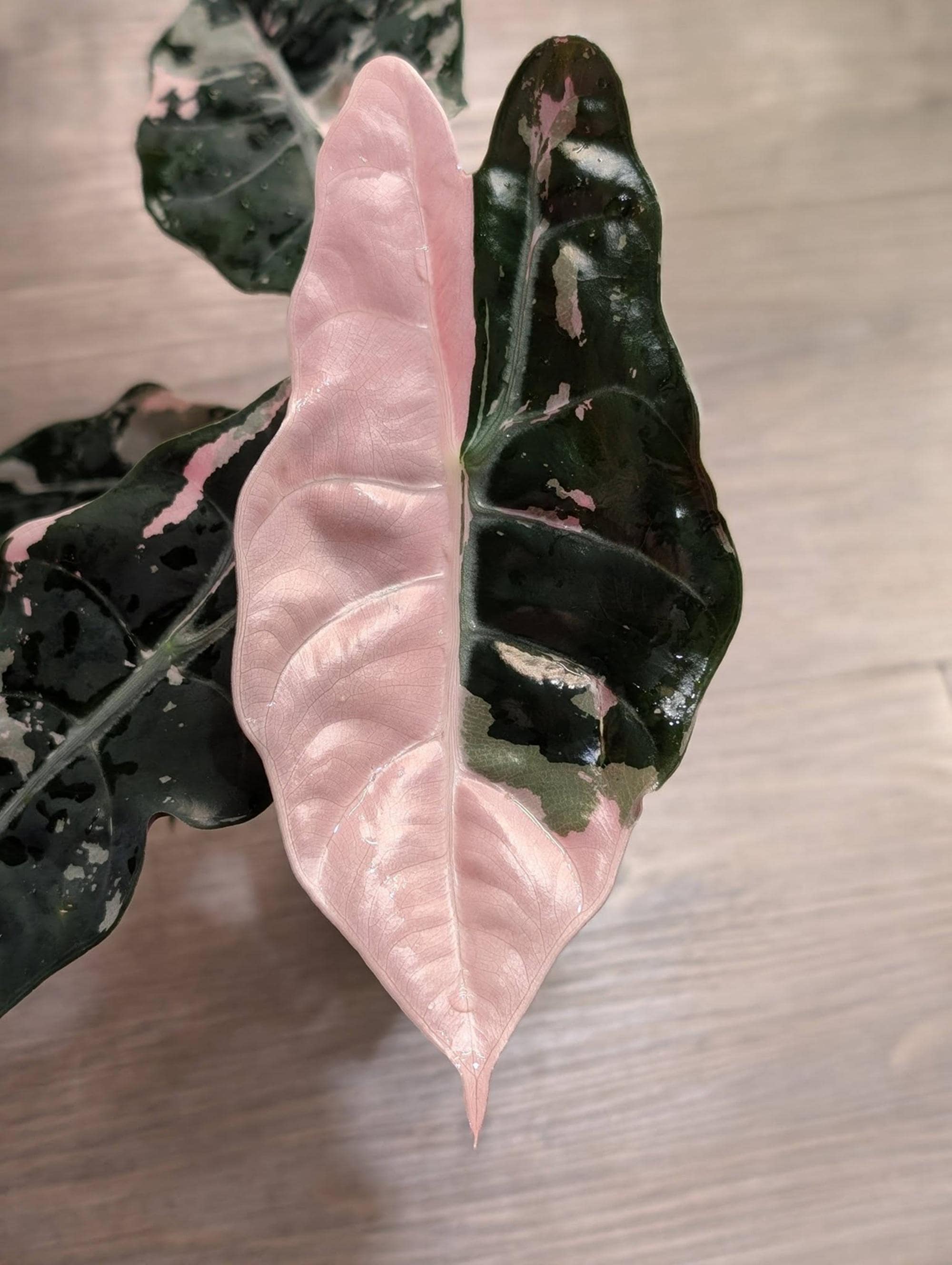 Alocasia watsoniana - Etsy 日本