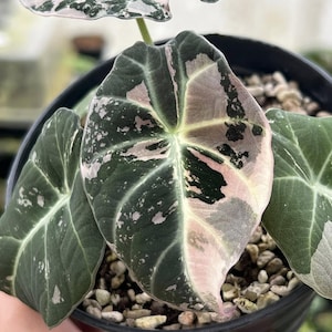 Alocasia black velvet pink variegated - Etsy 日本