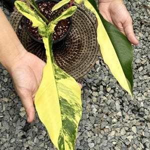 Pode incluir: Uma planta em vaso com folhas grandes e variegadas. As folhas exibem um padrão marcante de amarelo, verde e branco. A planta é segurada sobre uma cesta tecida.
