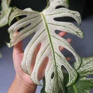 Puede incluir: Primer plano de una hoja de Monstera variegada. La hoja es principalmente blanca con venas y bordes verdes. La hoja tiene varios agujeros y está sostenida por una mano.