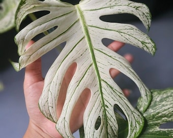 Monstera Devil Monster Nœud racinaire panaché coupant une plante rare