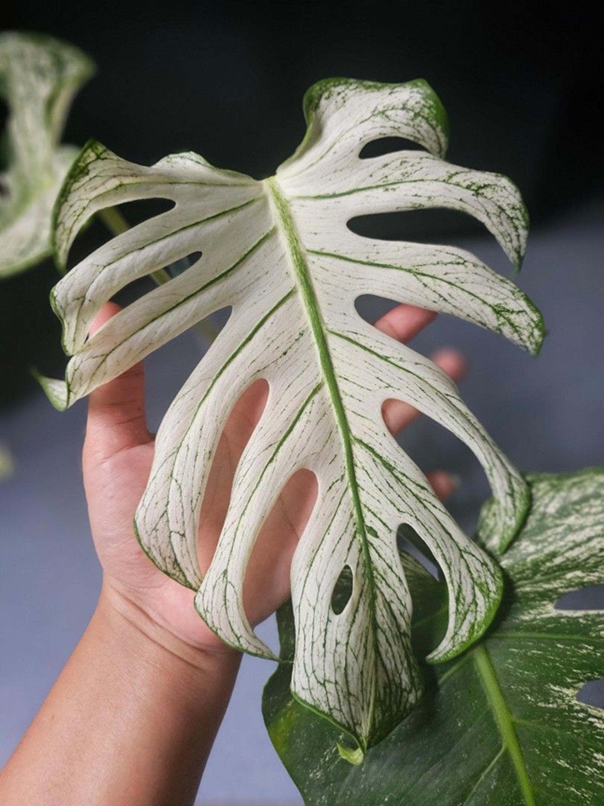 Monstera bulbasaur tissue culture - Etsy 日本