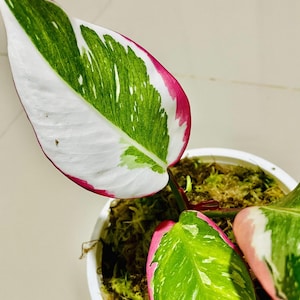 Pode incluir: Close-up de uma planta Philodendron White Princess. As folhas exibem uma vibrante mistura de branco, verde e rosa. A planta está em vaso em um recipiente branco cheio de musgo. As folhas têm um padrão de variegata marcante.