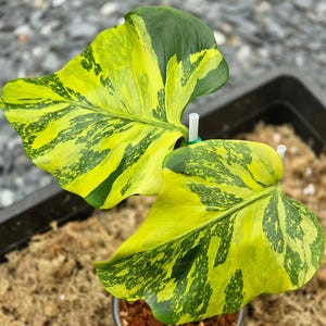 Monstera Electrolyte King variierte einblattverwurzelter Knoten, der selten im Innen- und Außenbereich schneidet