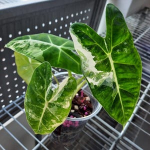 Variegated alocasia maharani - Etsy 日本