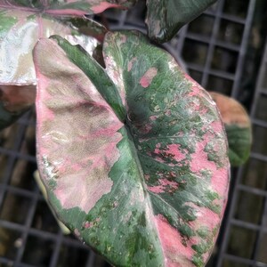 Alocasia serendipity variegated - Etsy 日本