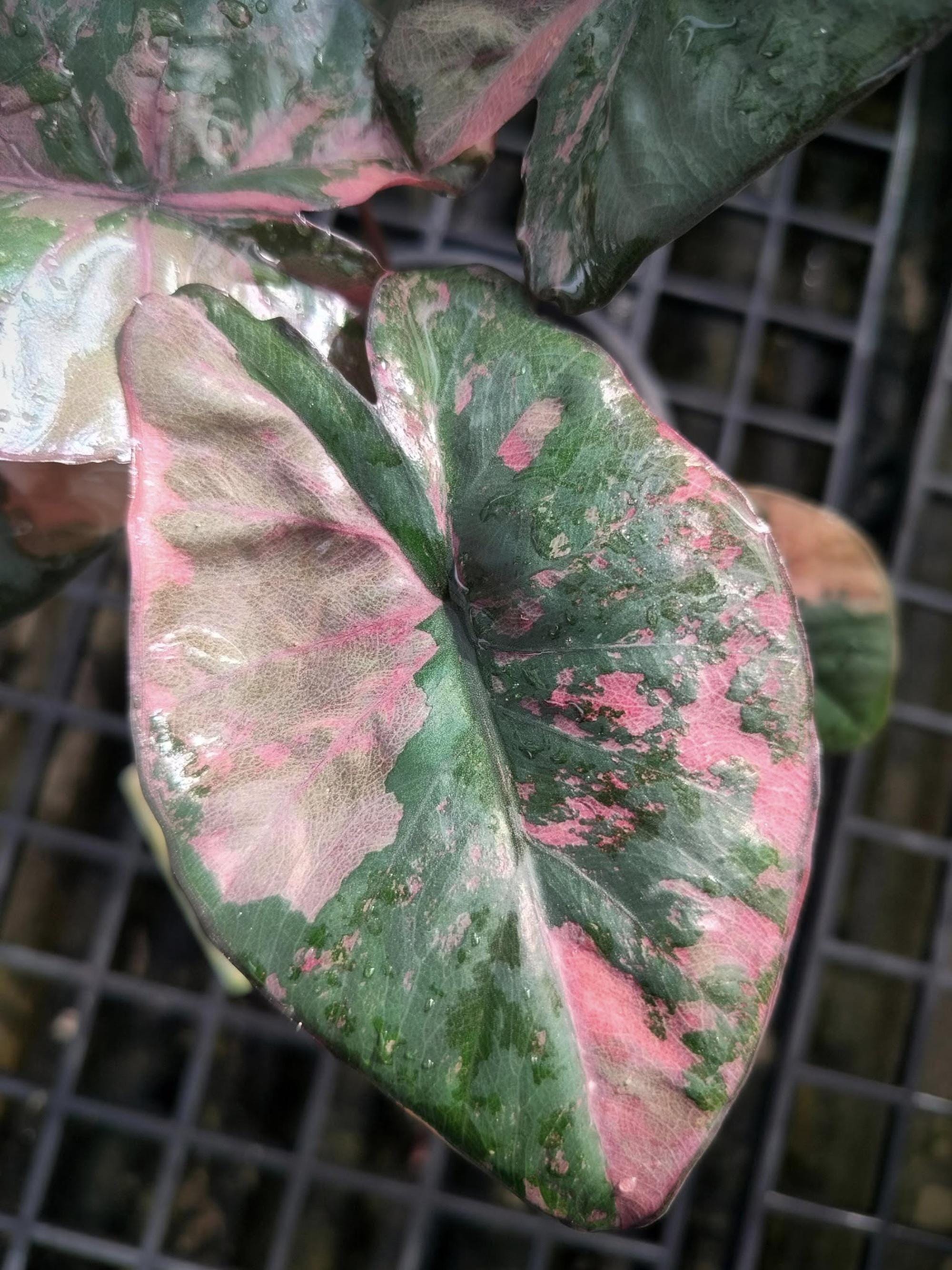Alocasia serendipity variegated - Etsy 日本
