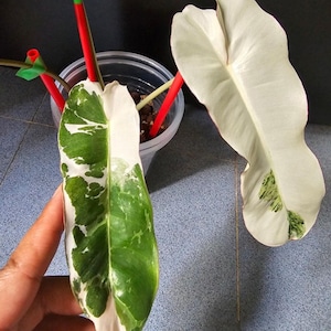 May include: Close-up of a variegated plant leaf with white and green patterns. The leaf is held by a hand, showcasing its unique color variations. Another large white leaf is visible, along with a plant in a clear pot with red and green supports.