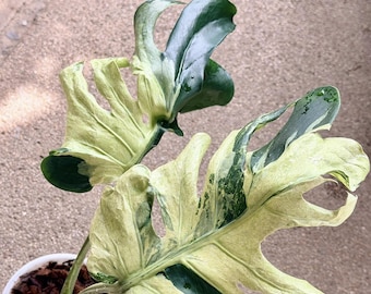 Monstera Ocean Lava, esqueje variegado con nudos enraizados, planta rara para jardinería.