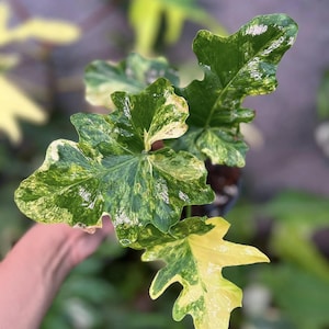 Filodendro Selloum Aurea Variegado, Estaca Enraizada com Nó, Planta Rara para Jardinagem em Ambientes Internos e Externos