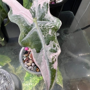 May include: Close-up of a large, variegated leaf with a striking pattern. The leaf is primarily green with sections of soft pink and white. The leaf's shape is unique, with a pointed tip and wavy edges. A small pot with decorative stones is visible.
