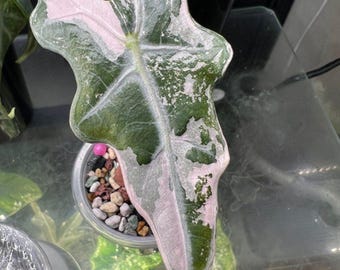 Alocasia Nobilis Rosa Variegada, Planta Rara, Cormos, Planta de Interior y Exterior