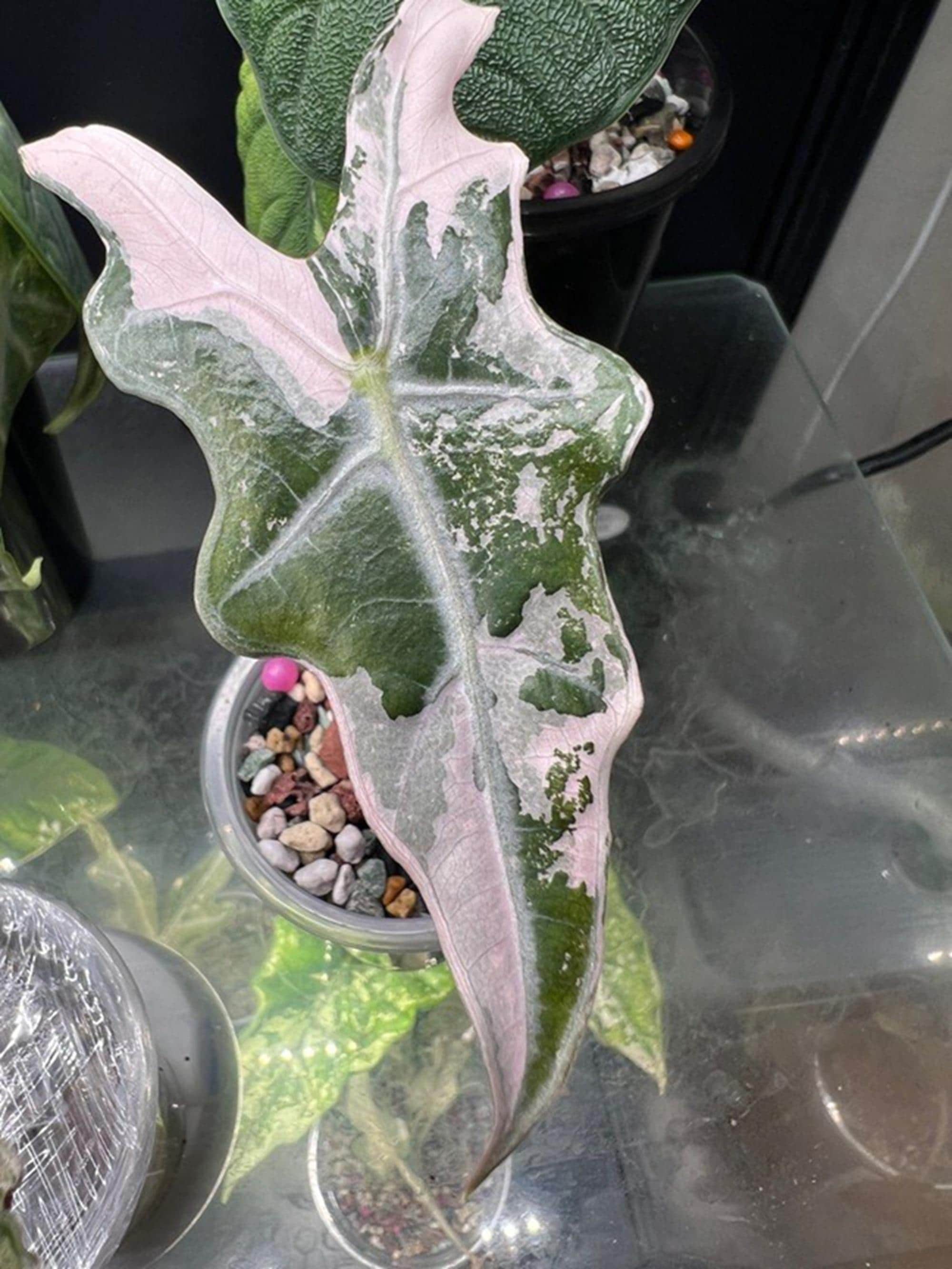 Alocasia nobilis pink variegated - Etsy 日本