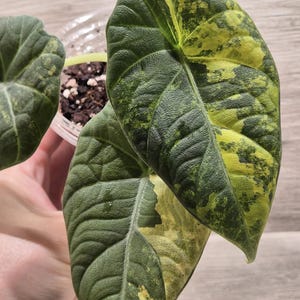 m*o様 11アロカシア　マハラニ　ゴールド　黄斑入り Variegated alocasia maharani - Etsy 日本