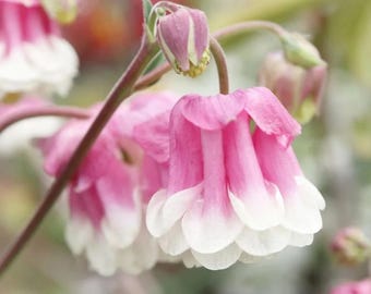 50 Seeds#44 | Pink White Bicolor Columbine Seeds | Unique Bell-Shaped Blooms | Non-GMO