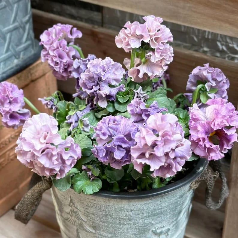 May include: A galvanized metal bucket filled with vibrant, ruffled petunia flowers in shades of lavender and light purple. The flowers are in full bloom, with green foliage. The bucket has a decorative tree design and a woven handle.