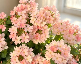 30 Seeds#56 | Pink Verbena Seeds | Clusters of Pastel Blooms for Hanging Baskets | Non-GMO