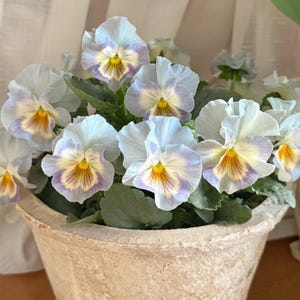 May include: A close-up of a pot of pansies. The flowers have light blue petals with purple and yellow centers. The pot is a light beige color and has a textured surface. The flowers are in full bloom.