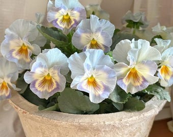 25 Seeds#06 | Blue Ruffled Pansy Viola Seeds | Cold Hardy Flower Seeds for Containers & Garden Beds | Non-GMO