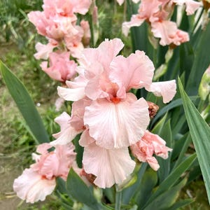 20 graines #21 | Graines d'iris allemand | Grandes fleurs d'iris allemands | Graines de jardin vivaces pour conteneurs et plates-bandes | Sans OGM