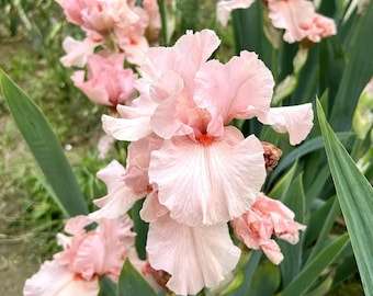 20 Seeds#21 | German Iris Seeds | Tall German Iris Blooms | Perennial Garden Seeds for Containers & Beds | Non-GMO