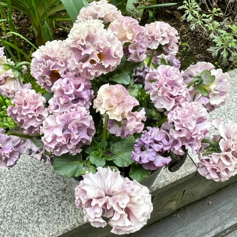 May include: A close-up of a pot of ruffled petunia flowers in shades of lavender, pink, and cream. The flowers have multiple layers of petals, creating a full, textured appearance. Green leaves provide a backdrop for the blooms.
