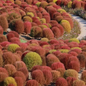 Pode incluir: Um campo vibrante de plantas redondas e arbustivas em tons de vermelho, laranja e amarelo. As plantas estão densamente compactadas, criando uma paisagem texturizada. Um caminho sinuoso é visível ao fundo, com algumas flores pequenas.