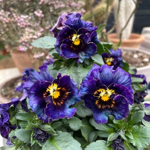 25 Seeds#05 | Frizzle Sizzle Purple Pansy Viola Seeds | Cold Hardy Flower Seeds for Containers & Garden Beds | Non-GMO