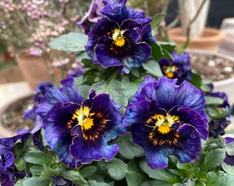 25 Seeds#05 | Frizzle Sizzle Purple Pansy Viola Seeds | Cold Hardy Flower Seeds for Containers & Garden Beds | Non-GMO