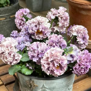 May include: A close-up of a metal pot filled with ruffled, multi-toned purple and lavender pansies. The flowers have a layered petal structure and a yellow center. Green leaves peek out from the base of the flowers. The pot is sitting on a wooden surface.