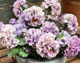 25 Samen#112 | Gekräuselte Stiefmütterchen Samen |  Antiker Lavendel Lampenschirm | Winterharte Blumensamen für Container & Gartenbeete | Ohne GMO