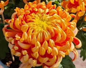 10 Seeds#23 | RARE Orange Chrysanthemum Seeds | Soft Pink Chrysanthemum Seeds | Quilled Double Blooms | Non-GMO