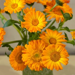May include: A vibrant bouquet of orange calendula flowers with green stems and leaves. The flowers have multiple layers of petals and a dark orange center. The arrangement is in a clear glass vase, creating a bright and cheerful display.