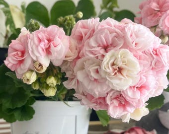 10 Seeds#36 | Blush Pink Double Geranium Seeds | Ruffled Cluster Blooms for Containers | Non-GMO