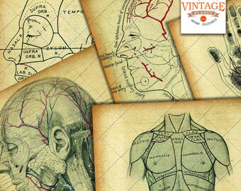 May include: Vintage anatomical illustrations of the human head and torso. The illustrations are in black and white with red highlights. The illustrations are labeled with anatomical terms.