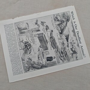 May include: A monochrome illustration from a vintage magazine, depicting a fly and other insects. The text reads "Which is Our Deadliest Animal?" with additional text and drawings, likely an educational piece.