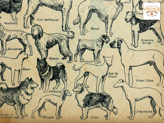 Dog Breeds Chart With Pictures