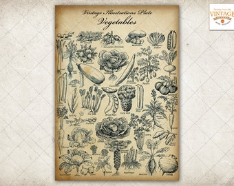 Vintage Botanical Vegetables Digital Image Illustrations, A4 Size, 300 dpi, jpeg & PDF format, INSTANT DOWNLOAD