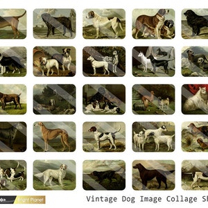 May include: A vintage collage sheet featuring 25 different illustrations of dogs. The dogs are depicted in various poses and breeds, including a Bloodhound, a Greyhound, a Dachshund, a Setter, and a Newfoundland. The illustrations are in a classic style, with detailed linework and shading.