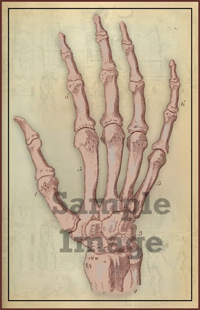 Human Anatomy Skeleton Hand Printable Digital Art Plate - Etsy