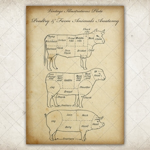 Poultry / Farm Animals Anatomy Vintage Digital Image, A4 Size, 300 dpi, jpeg & PDF format, INSTANT DOWNLOAD