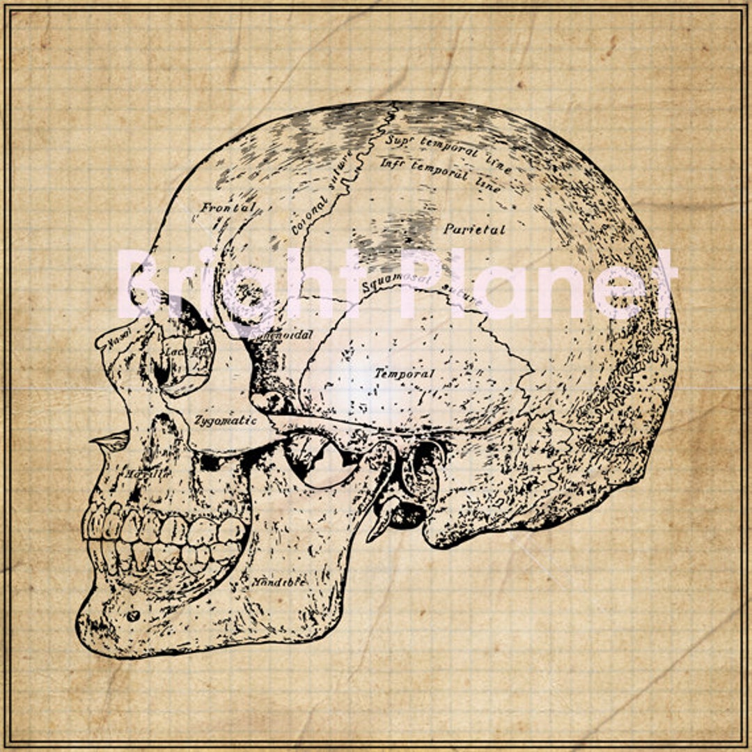 Vintage Antique Anatomy Skull Digital Vector Image - Instant