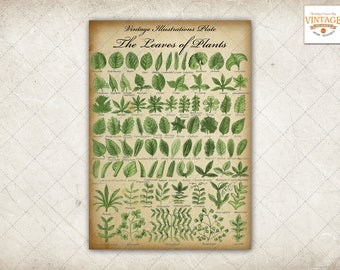 The Leaves of Plants Chart Vintage Botanical Digital Image Illustrations, A4 Size, 300 dpi, jpeg & PDF format, INSTANT DOWNLOAD