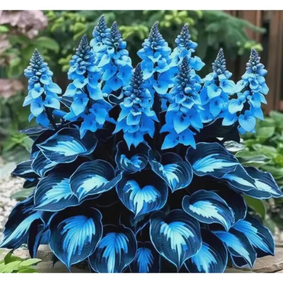Rare Hosta Bulbs Perennial Shade Garden Plant Ornamental Foliage Easy Grow Beauty