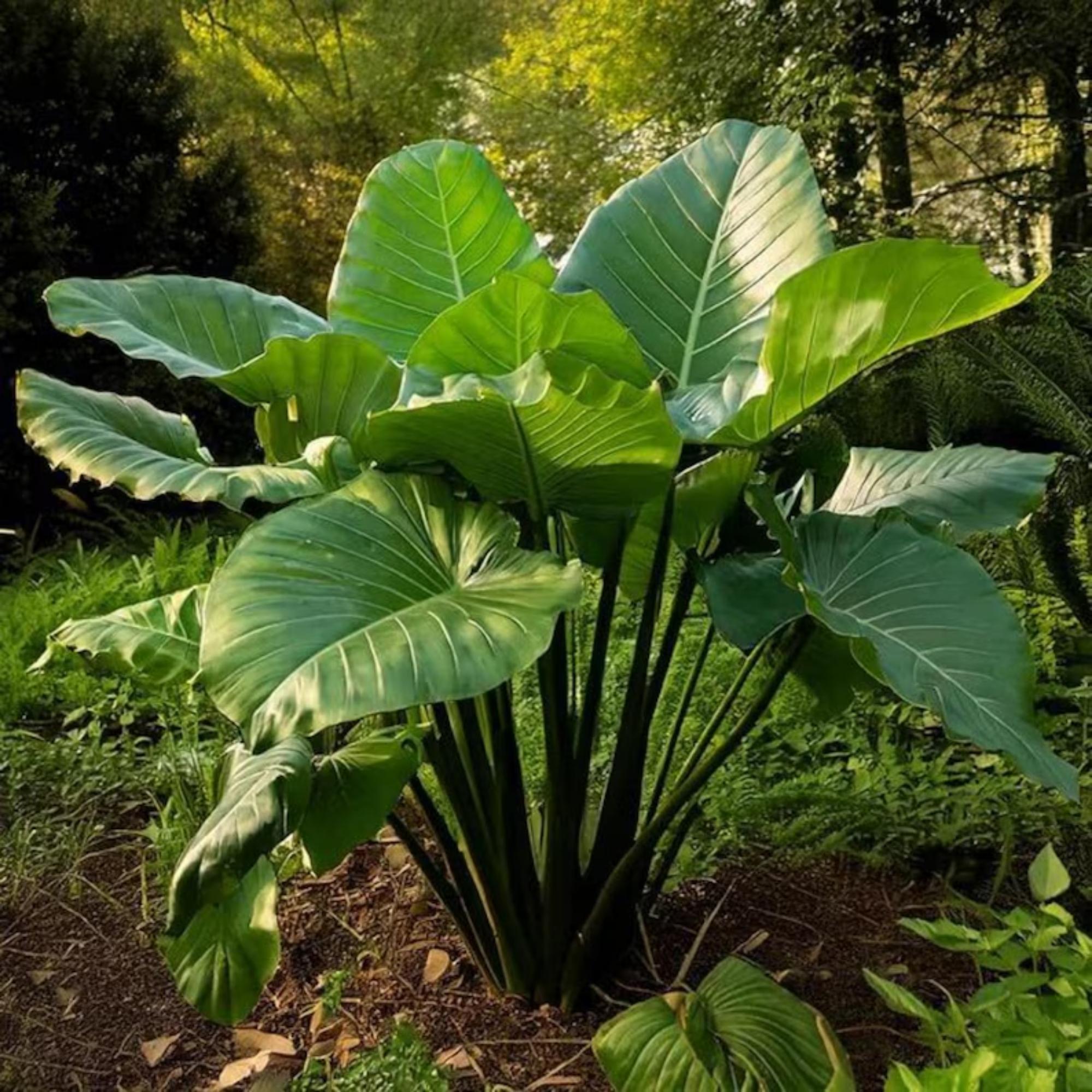 Rare colocasia - 日本