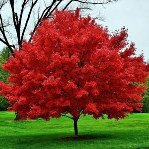 May include: A tree with vivid red leaves stands on a green lawn. The tree's foliage is a striking shade of red, contrasting with the green grass. The tree's trunk is dark brown, and the sky is overcast.
