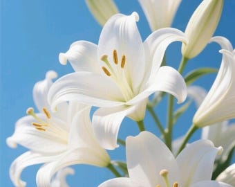 Casa Blanca Oosterse leliebollen Geurige bloemen