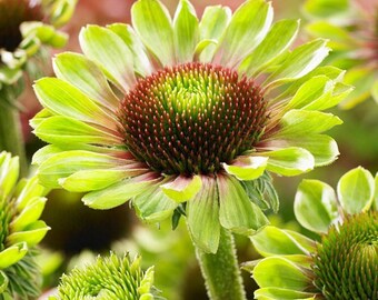 Raiz de Equinácea 'Green Twister', flor perene viva para jardim.